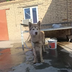 хаски