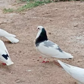 kepderi