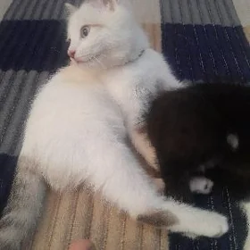 катенок