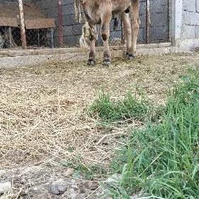 oküz