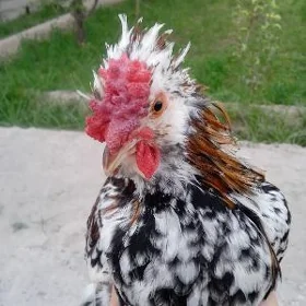 karlık horaz