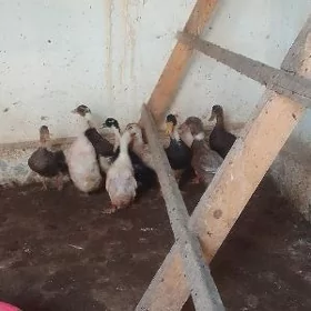 Gak-Gak ördek