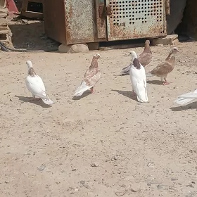 kepderi