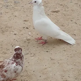 kepderi