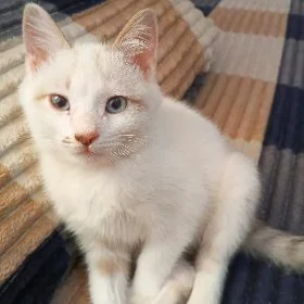 катенок