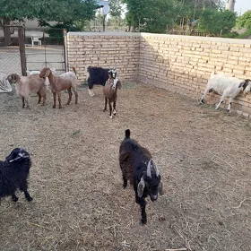 geçi
