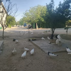 Kepderi