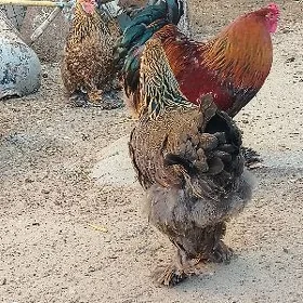 Bold brama