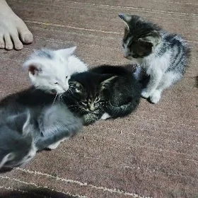 Маленькие котята pişik