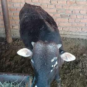 Öküz