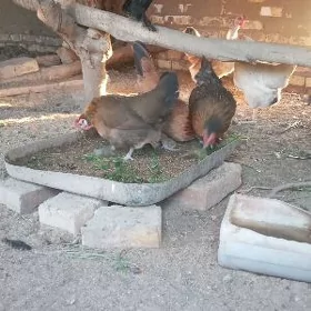 Towuklar