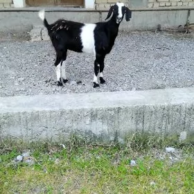 geci dog