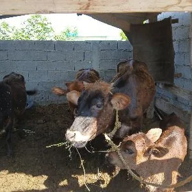 goleli sygyr tuweler