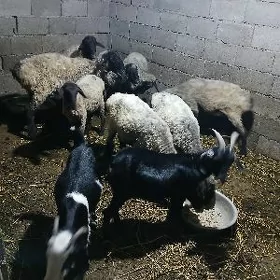 Goýunlar