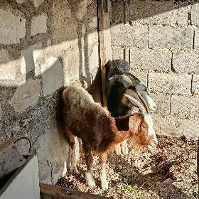 geçi dog