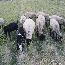 Geçi, Goýunlar