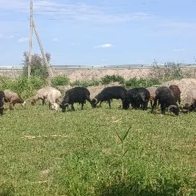 семиз кочкарлар