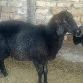 kürti goýun