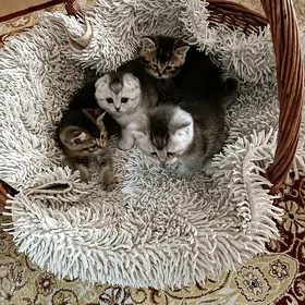 Шотландские котята