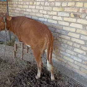 Unajyn