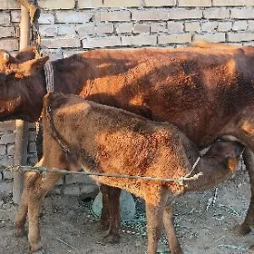саглык сыгыр