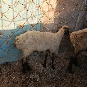 işşek