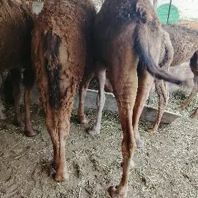 Owşuk