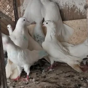 kepderi