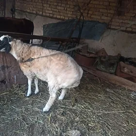goç