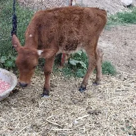 öküzçe gole