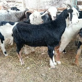 dog erkec,owec goyun