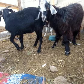geci