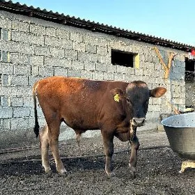 ARASSA ŞIVES ÖKÜZ