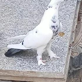 kepderi