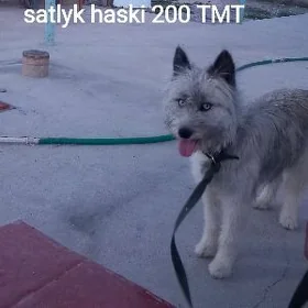 Haseki Laýka