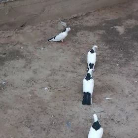 Kepderi