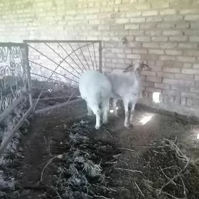 Гузулы гоюн