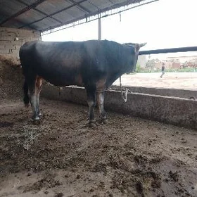 ÖKÜZ