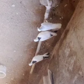 kepderi