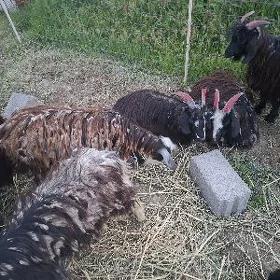 geçi erkeç dog