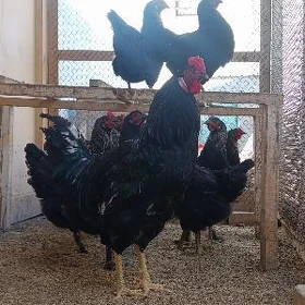 JERSI GIGANT YUMURTGA 