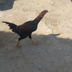 horaz