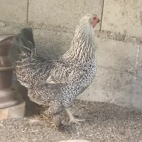 brama balgar towuk taşkent
