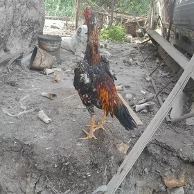 ŞAMO JÜJA