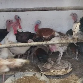 induk gak gak we horazlar