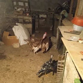 Induk Erkek