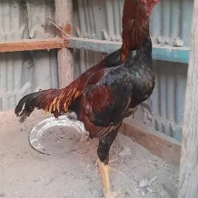 horaz