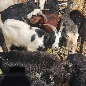 dog erkec