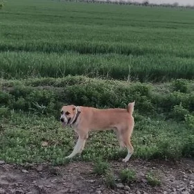 алабай