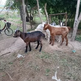 çewişler